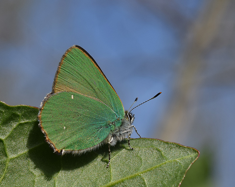 Primavera 2018 - Callophrys rubi, Lycaenidae